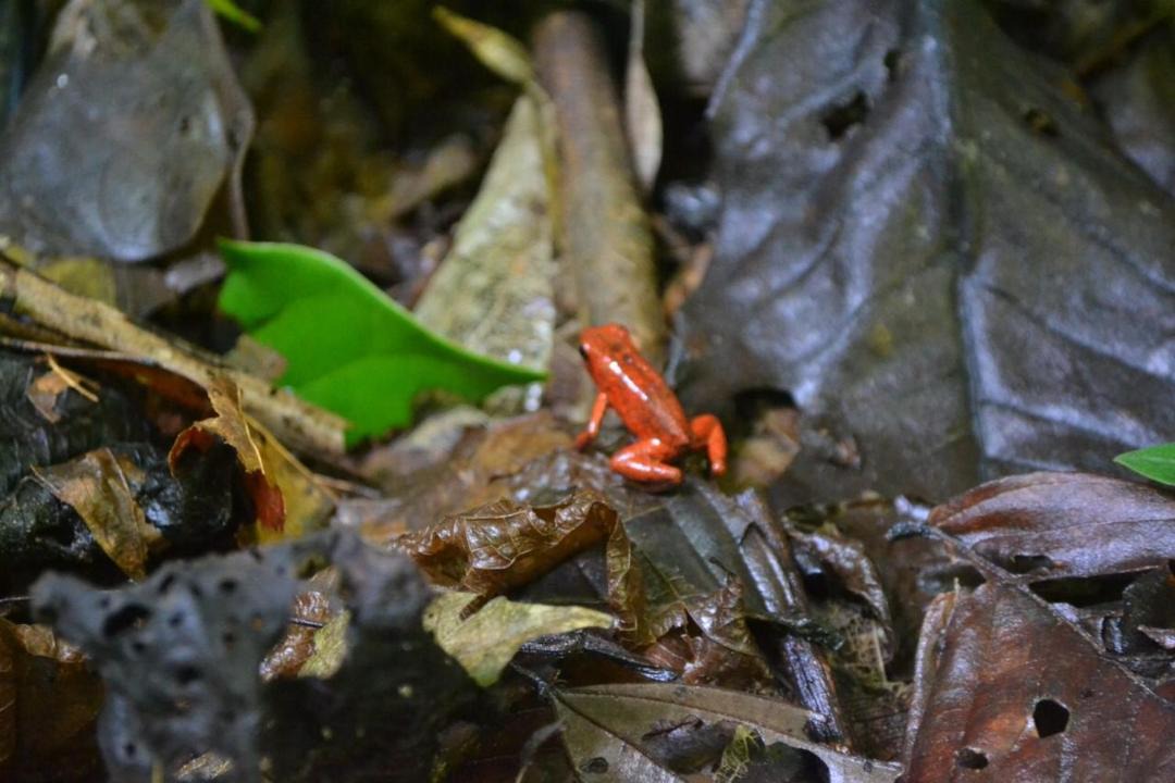 Photo of Others in Cahuita