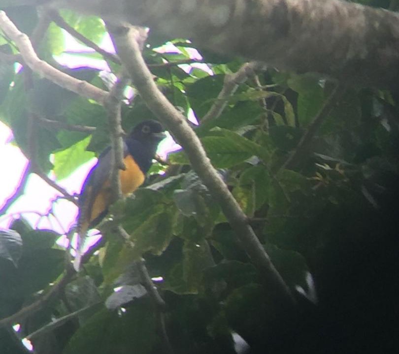 Photo of Others in Cahuita