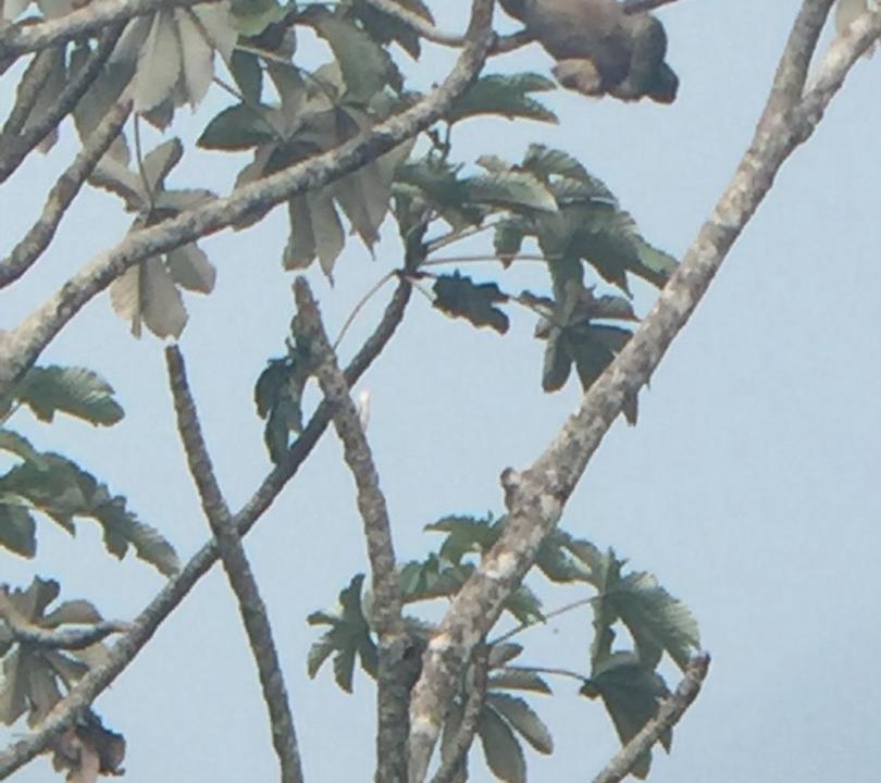 Photo of Others in Cahuita