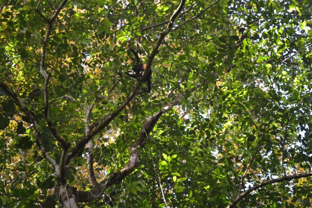 Photo of Others in Cahuita