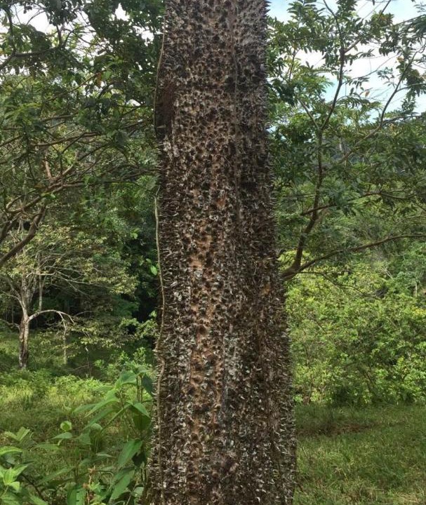 Photo of Others in Cahuita