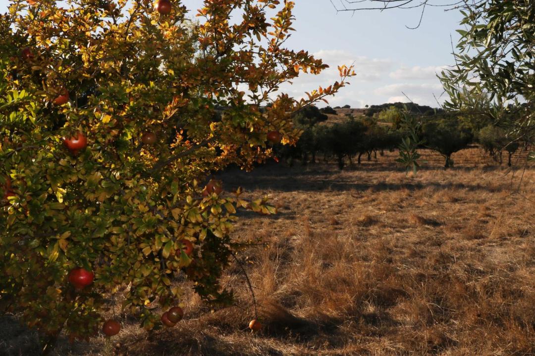 Photo of Outdoor in Alvito