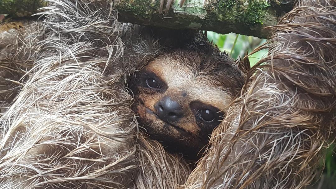 Photo of Others in Cahuita
