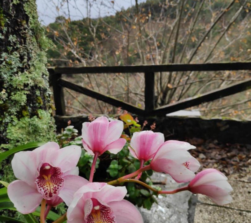 Photo of Patio Balcony in Gondramaz
