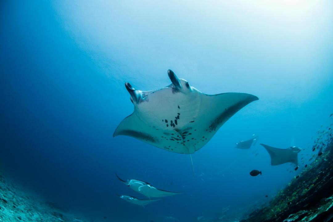 Photo of Others in Gan Island