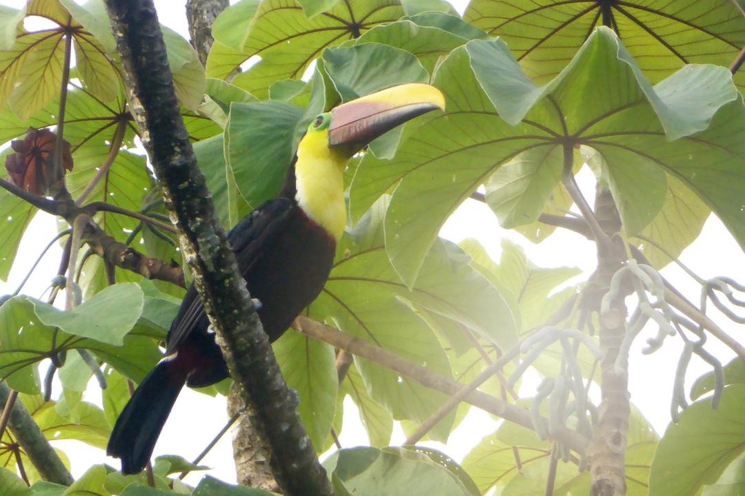 Photo of Others in Drake Bay