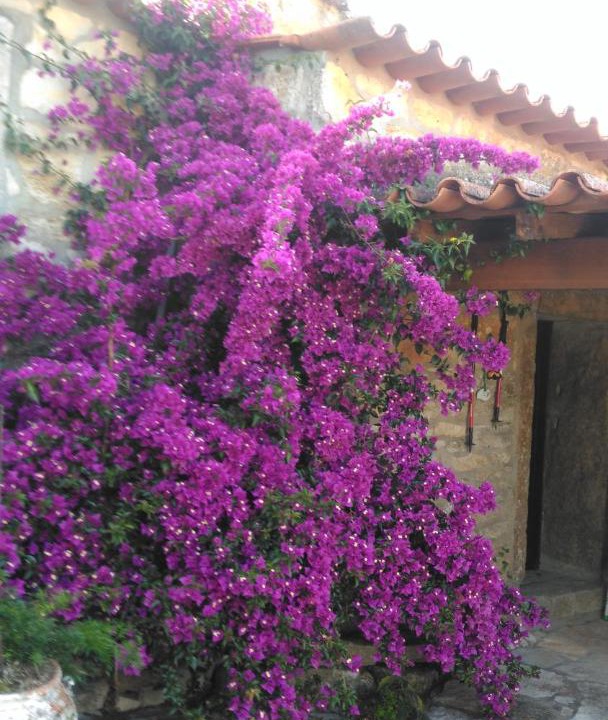 Photo of Others in Penela