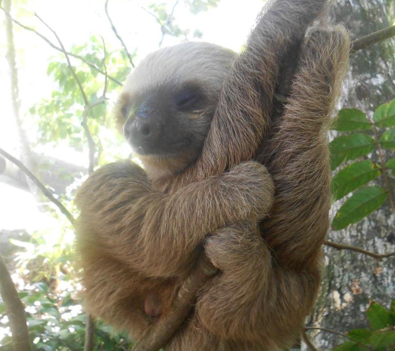 Photo of Others in Cahuita