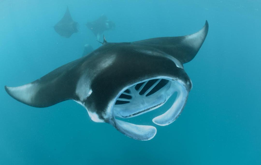Photo of Others in Dharavandhoo