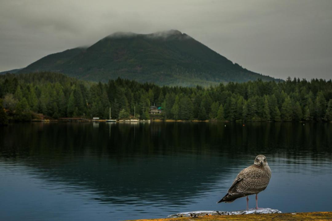 Photo of Others in Ucluelet