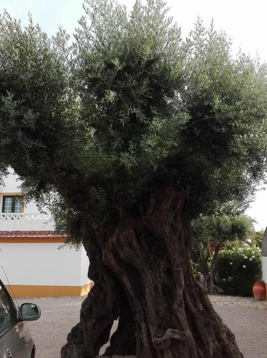 Photo of Outdoor in Fronteira