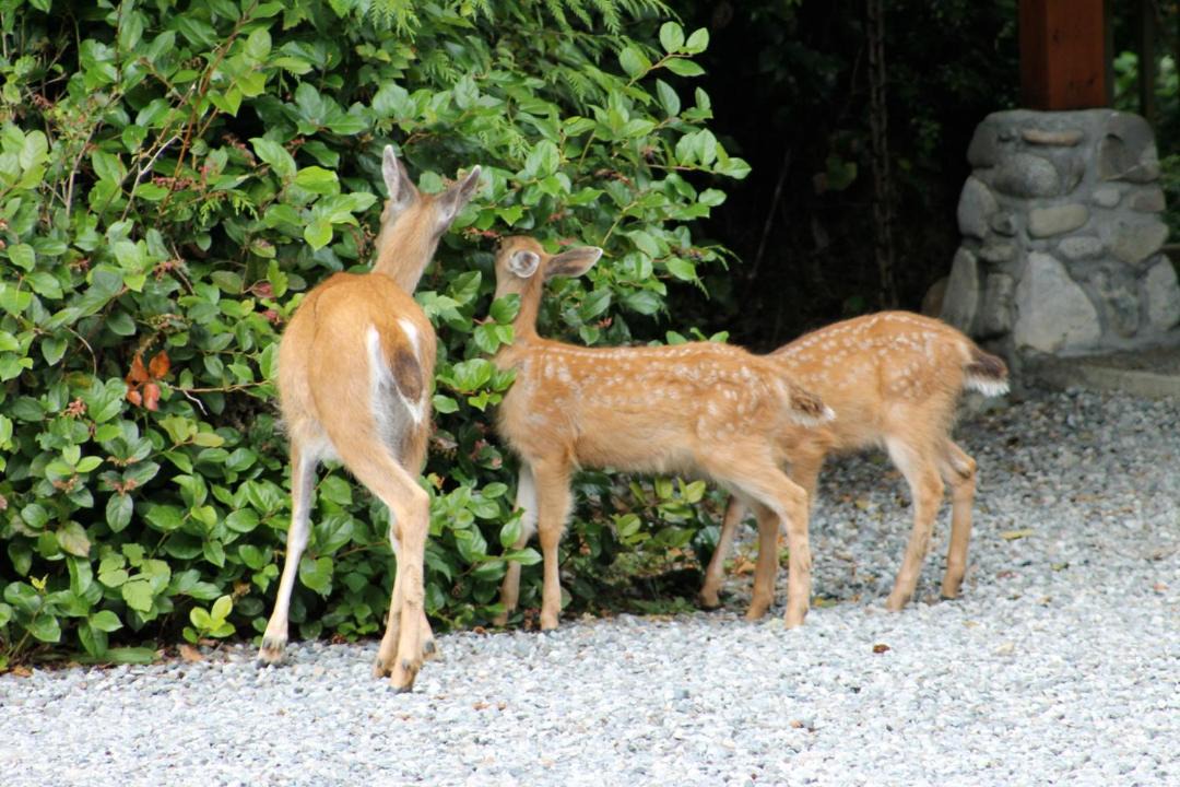 Photo of Others in Ucluelet